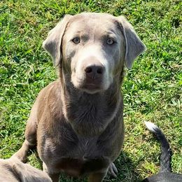 Leia - Labrador Retriever