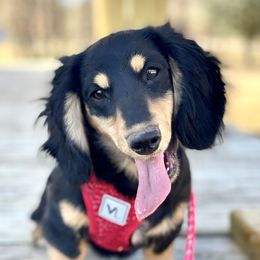 Stella - Dachshund
