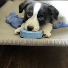 "Brimley x Oberon litter" Cardigan Welsh Corgi Puppies from Old Oak Cardigan's