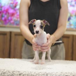 Trixie - White and red brindle female Whippet puppy in Atlanta, Georgia from Sinaj