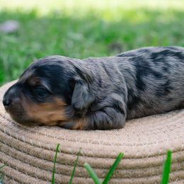 Aussiedoodle, Australian Shepherd, Dachshund, and Miniature Australian Shepherd Puppies from Bline’s Awesome Aussies & Doxies at the Bline Family Farm