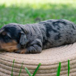 Aussiedoodle, Australian Shepherd, Dachshund, and Miniature Australian Shepherd Puppies from Bline’s Awesome Aussies & Doxies at the Bline Family Farm