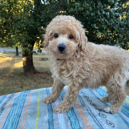 Willard - Cream male Aussiedoodle puppy in Oklahoma City, Oklahoma from Foneb Farm - The F1B Farm