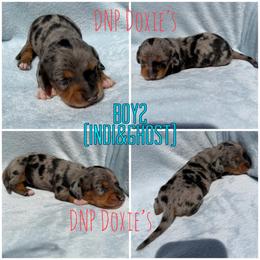 Boy 2 - Dapple male Dachshund puppy in Rushsylvania, Ohio from DNP Doxies