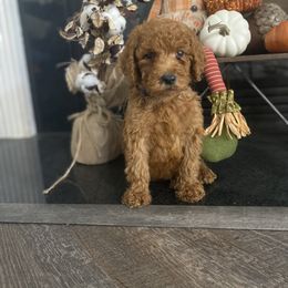Aussiedoodle, Bernedoodle, and Poodle Puppies from Megan’s Spoiled Standards
