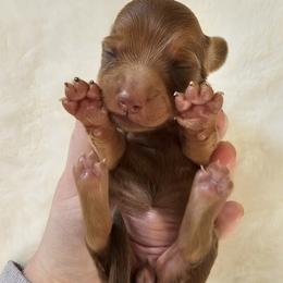Hazel - Chocolate and tan female Dachshund puppy in Loganville, Georgia from Royal Dackel Haus