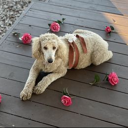 Lena - Poodle