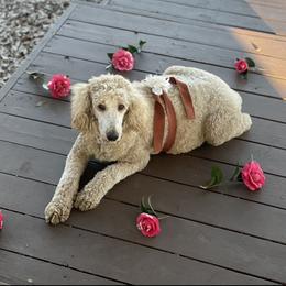 Lena - Poodle