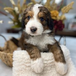 Bernedoodle and Goldendoodle Puppies from Apricot Roots Doodles