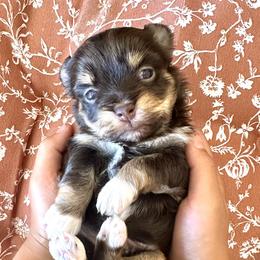 Boy - Chocolate male Havanese puppy in Arizona from HavaDoggie