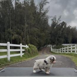 Valor - Blue merle female Miniature American Shepherd puppy in Kamuela On The Big Island, Hawaii from Royal Hawaiian Aussies LLC