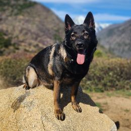 Chiron - German Shepherd