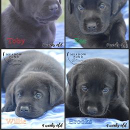 Fourth Choice Male - Black male Labrador Retriever puppy in Northbridge, Massachusetts from Meadow Pond Retrievers