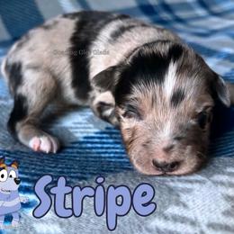 Stripe - Blue merle male Miniature American Shepherd puppy in Millington, Tennessee from Goading Glee Glade