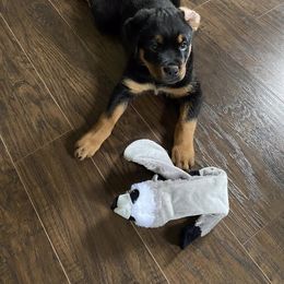Rottweiler Puppies from Alpha Co. Rottweilers