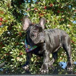 Green Collar - Brindle French Bulldog puppy in Bergen County, New Jersey from Skye Blue Frenchies