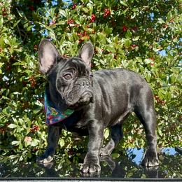 Green Collar - Brindle French Bulldog puppy in Bergen County, New Jersey from Skye Blue Frenchies