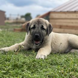 Anatolian Shepherd Dog Puppies from Wild Rooster Family Farm – AKC Anatolian Shepherd Breeder, OFA Health Tested