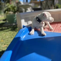 Jack Russell Terrier Puppies from Fair Dinkum Jack Russell Terriers