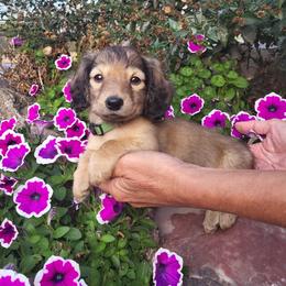 Dash - Cream male Dachshund puppy in Goshen, Indiana from Knollbrook Farm