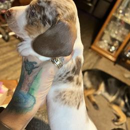 Dachshund Puppies from The Weenie Herd Mom