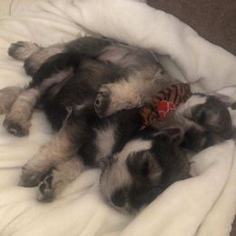 Miniature Schnauzer Puppies from Pierhaus Minature Schnauzers