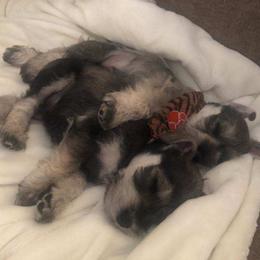 Miniature Schnauzer Puppies from Pierhaus Minature Schnauzers