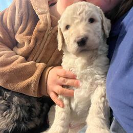 Hickory - Cream male Goldendoodle puppy in Kansas City, Missouri from Beary GoldenDoodles