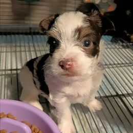 Pongo - Parti male Yorkshire Terrier puppy in Gatesville, Texas from KontryKritterz Yorkies