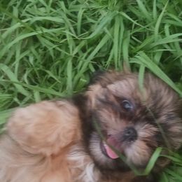 Choco - Red Shih Tzu puppy in Houston, Texas from Peterson Shih Tzus