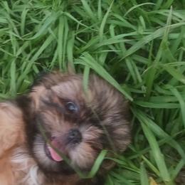 Choco - Red Shih Tzu puppy in Houston, Texas from Peterson Shih Tzus
