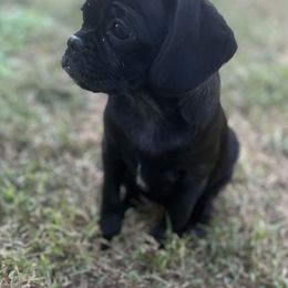 Eva - Black female Pug puppy in Indian Trail, North Carolina from Love Pugs