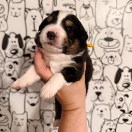 Yellow boy - Black tri-color male Australian Shepherd puppy in Ashland, Ohio from SS Australian Shepherds
