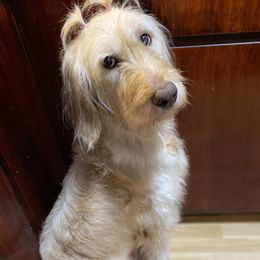 Evvie - Goldendoodle