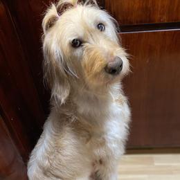 Evvie - Goldendoodle