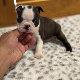Boy 1 Ronnie - Black brindle and white male Boston Terrier puppy in Madera Acres, California from Muggin Bostons Terriers and Mini Dachshund