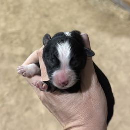 Santa - Black tri male Miniature American Shepherd puppy in Bayard, Nebraska from Puppies by Alies
