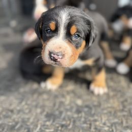 Red boy - Black, white and red male Greater Swiss Mountain Dog puppy in Woodland, Washington from Woodland Swissie’s