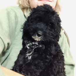 Dolly - Cockapoo