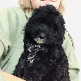 Dolly - Cockapoo