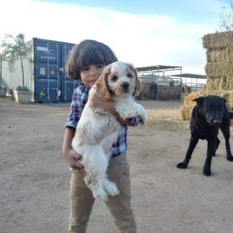 Cocker Spaniel All Grown Up from All American Cocker Spaniels