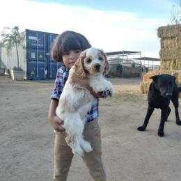 Cocker Spaniel All Grown Up from All American Cocker Spaniels