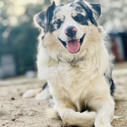 Darrow - Australian Shepherd