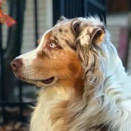 Australian Shepherds from Western Heritage Australian Shepherds