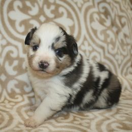 Boy 5 - Blue merle male Miniature Australian Shepherd puppy in Licking, Missouri from Burnett Aussies