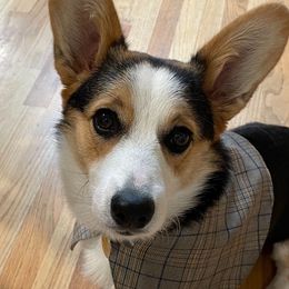 Pembroke Welsh Corgi All Grown Up from G.G.'s Corgis