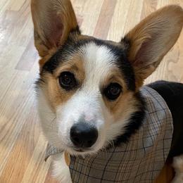 Pembroke Welsh Corgi All Grown Up from G.G.'s Corgis