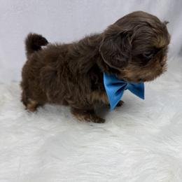 King Amir - Chocolate and tan male Shih Tzu puppy in Columbia, Kentucky from Lisa Bandy Luxe Shih Tzu
