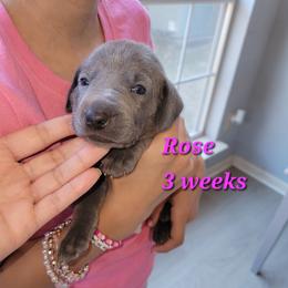 Rose - Blue Female 1 - Blue female Weimaraner puppy in Kingwood, Texas from Desert Rose Weimaraners