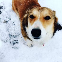 Koda - Pembroke Welsh Corgi